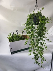 Hedera Helix Eva 19Ø 90cm