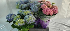 Hydrangea Mix 14Ø 40cm 2bl