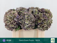 Hydrangea Royal Opera Classic 50cm 16-18cm Hd