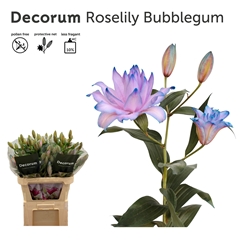 Lily Double Roselily Painted Bubblegum 85cm 3+