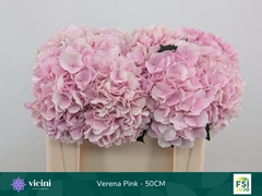 Hydrangea Verena 50cm 16-18cm Hd