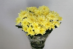 Chrysanth Spray Baltica Cream 70cm 80gr.