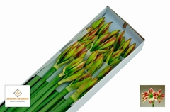 Hippeastrum Ambiance 65cm
