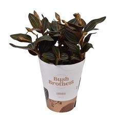 Ludisia Discolor 12Ø 35cm 3st