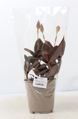 Ludisia Discolor 12Ø 30cm 2st