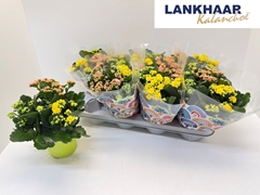 Kalanchoe Double Mix 13Ø 25cm