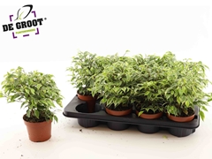 Ficus Benjamina Kinky 12Ø 30cm