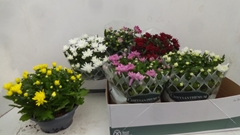 Chrysanth Mix 6 Mix 23Ø 27cm