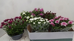Chrysanth Mix 6 Mix 23Ø 27cm