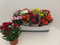 Chrysanth Mix 6 Mix 12Ø 25cm
