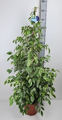 Ficus Benjamina Golden King 27Ø 135cm