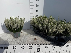 Calluna Beauty Ladies Verenka 12Ø 29cm