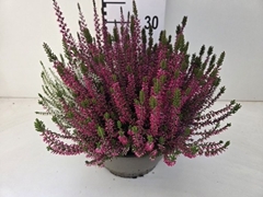 Calluna Garden Girls Quattro Girls Mix In Pot 23Ø 30cm