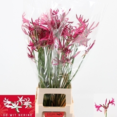 Nerine Sanne 70cm