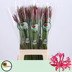 Nerine Mr John 70cm