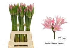 Amarcrinum 70cm