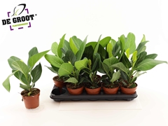 Ficus Benghalensis Audrey 12Ø 40cm