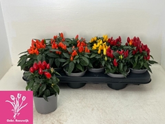 Capsicum Salsa Mix 10Ø 18cm