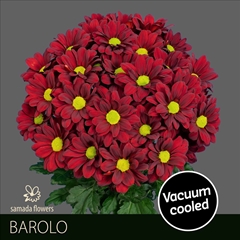 Chrysanth Spray Barolo 70cm 80gr.