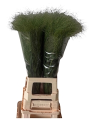 Panicum Fontaine 80cm