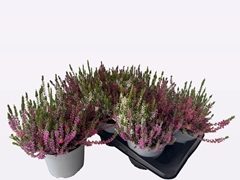 Calluna WiBo's Trio 17Ø 27cm