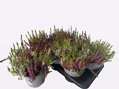 Calluna WiBo's Quattro 17Ø 27cm
