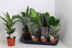 Calathea Mixed 3 Varietys 14Ø 40cm