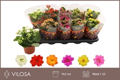 Kalanchoe Double Mix 10Ø 23cm