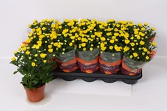 Chrysanth Cozy 12Ø 26cm