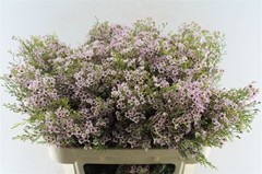 Chamelaucium Michal 70cm 60gr.