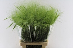 Panicum Fontaine 80cm