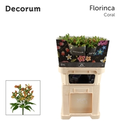 Alstroemeria Florinca Coral 75cm