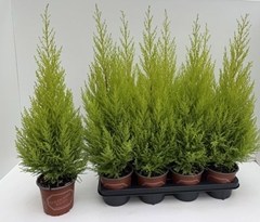 Cupressus Goldcrest Wilma 14Ø 70cm