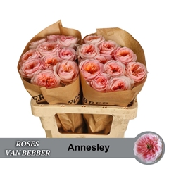 Rosa Annesley! 50cm
