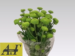 Chrysanth Spray Feeling Dark Green 70cm 80gr.