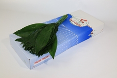 Aspidistra Elatior Per Bunch 60cm