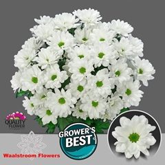 Chrysanth Spray Ilonka 70cm 90gr.