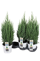 Juniperus Stricta 19Ø 65cm