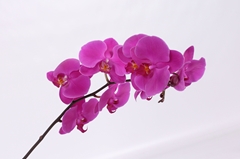 Phalaenopsis Chiangmai 55cm 7+