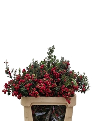 Gaultheria Mucronata 70cm