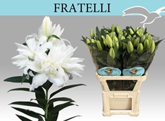 Lily Oriental Double Roselily Jamala 95cm 4+
