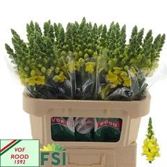 Antirrhinum Cannes Yellow 75cm