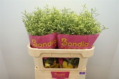 Limonium Sinense China Summer 70cm 30gr.