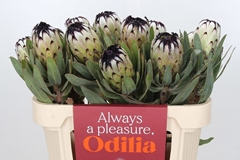 Protea Magnifica Niobe 70cm
