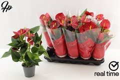 Anthurium Success Red 12Ø 43cm