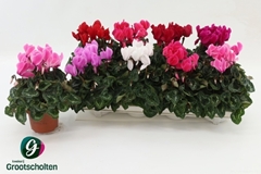 Cyclamen Super Serie Allure 10Ø 20cm