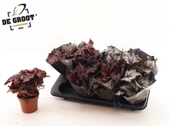 Begonia Leaf Rex Mix 12Ø 30cm