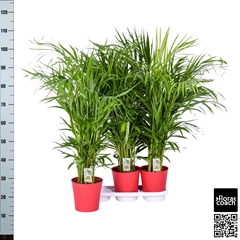 Dypsis Lutescens 20Ø 110cm