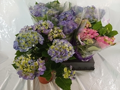 Hydrangea Mix 14Ø 40cm 6bl