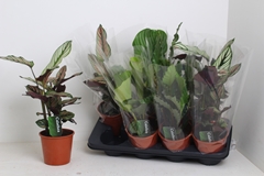 Calathea Mixed 3 Varietys 14Ø 45cm